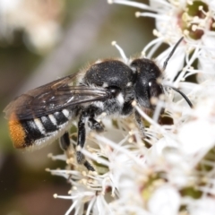 Megachile ferox at QPRC LGA - 1 Dec 2023