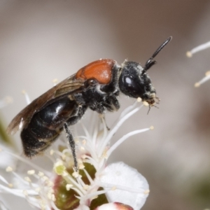 Lasioglossum (Callalictus) callomelittinum at QPRC LGA - 1 Dec 2023