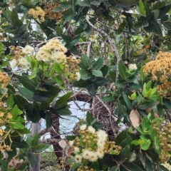 Angophora hispida (Dwarf Apple) at Castlecrag, NSW - 1 Dec 2023 by Steve818