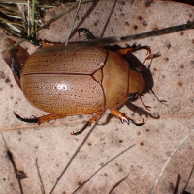 Anoplognathus sp. (genus) (Unidentified Christmas beetle) at Murrumbateman, NSW - 1 Dec 2023 by SimoneC