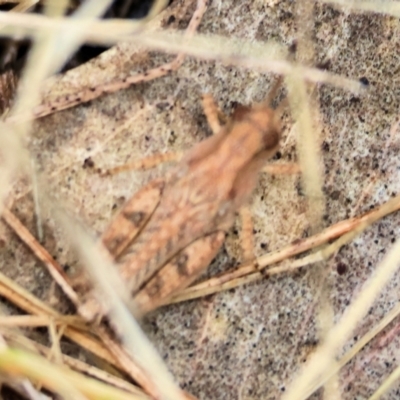 Phaulacridium vittatum (Wingless Grasshopper) at WREN Reserves - 30 Nov 2023 by KylieWaldon