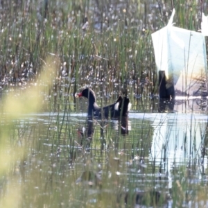 Gallinula tenebrosa at Illilanga & Baroona - 26 Nov 2020 08:04 AM