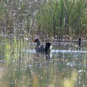 Gallinula tenebrosa at Illilanga & Baroona - 26 Nov 2020