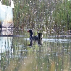 Gallinula tenebrosa at Illilanga & Baroona - 26 Nov 2020