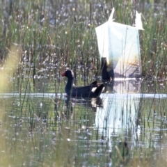 Gallinula tenebrosa at Illilanga & Baroona - 26 Nov 2020