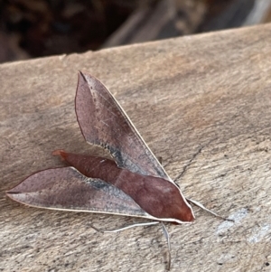 Hippotion scrofa at Mimosa, NSW - 1 Dec 2023