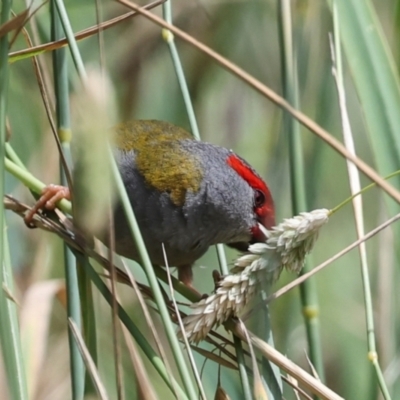 Neochmia temporalis (Red-browed Finch) at Umbagong District Park - 30 Nov 2023 by AlisonMilton