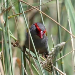 Neochmia temporalis at Umbagong District Park - 1 Dec 2023