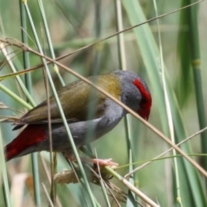 Neochmia temporalis at Umbagong District Park - 1 Dec 2023