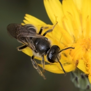 Lasioglossum (Chilalictus) lanarium at McKellar, ACT - 1 Dec 2023