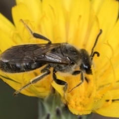 Lasioglossum (Chilalictus) lanarium at McKellar, ACT - 1 Dec 2023