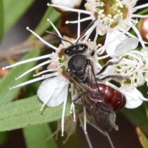 Lasioglossum (Parasphecodes) sp. (genus & subgenus) at QPRC LGA - 1 Dec 2023 12:13 PM