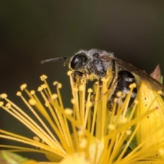 Lasioglossum (Chilalictus) sp. (genus & subgenus) (Halictid bee) at McKellar, ACT - 1 Dec 2023 by kasiaaus