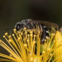 Lasioglossum (Chilalictus) sp. (genus & subgenus) at McKellar, ACT - 1 Dec 2023 12:30 PM