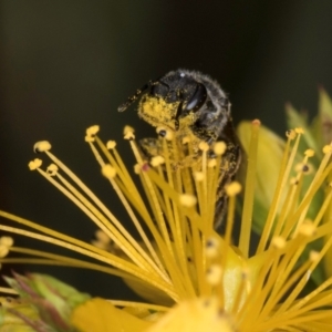 Lasioglossum (Chilalictus) sp. (genus & subgenus) at McKellar, ACT - 1 Dec 2023 12:30 PM