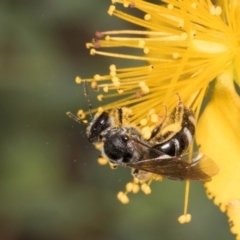 Lasioglossum (Chilalictus) sp. (genus & subgenus) at McKellar, ACT - 1 Dec 2023 12:30 PM