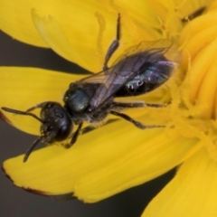 Lasioglossum sp. (genus) (Furrow Bee) at McKellar, ACT - 1 Dec 2023 by kasiaaus