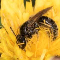 Lasioglossum (Chilalictus) sp. (genus & subgenus) (Halictid bee) at McKellar, ACT - 1 Dec 2023 by kasiaaus