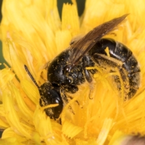 Lasioglossum (Chilalictus) sp. (genus & subgenus) at Croke Place Grassland (CPG) - 1 Dec 2023