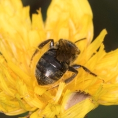 Lasioglossum (Chilalictus) sp. (genus & subgenus) at Croke Place Grassland (CPG) - 1 Dec 2023