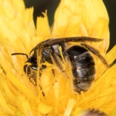 Lasioglossum (Chilalictus) sp. (genus & subgenus) at Croke Place Grassland (CPG) - 1 Dec 2023