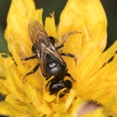 Lasioglossum (Chilalictus) sp. (genus & subgenus) at Croke Place Grassland (CPG) - 1 Dec 2023