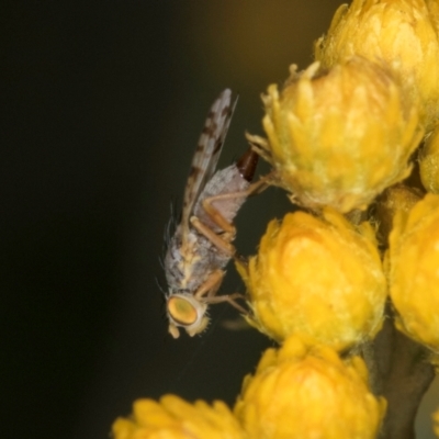 Austrotephritis poenia (Australian Fruit Fly) at McKellar, ACT - 1 Dec 2023 by kasiaaus