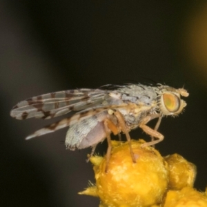 Austrotephritis poenia at Croke Place Grassland (CPG) - 1 Dec 2023