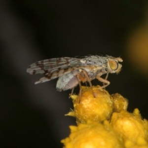 Austrotephritis poenia at Croke Place Grassland (CPG) - 1 Dec 2023