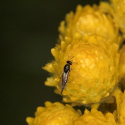 Chalcidoidea (superfamily) (A gall wasp or Chalcid wasp) at Croke Place Grassland (CPG) - 1 Dec 2023 by kasiaaus