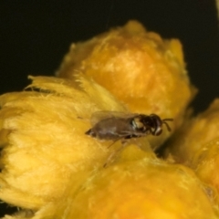 Chalcidoidea (superfamily) (A gall wasp or Chalcid wasp) at Croke Place Grassland (CPG) - 1 Dec 2023 by kasiaaus