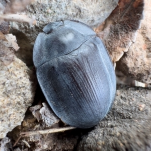 Pterohelaeus piceus at Illilanga & Baroona - 27 Nov 2023