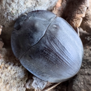 Pterohelaeus piceus at Illilanga & Baroona - 27 Nov 2023