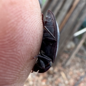 Pterohelaeus piceus at Illilanga & Baroona - 27 Nov 2023