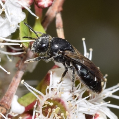 Euryglossa depressa (Native bee) at QPRC LGA - 1 Dec 2023 by DianneClarke