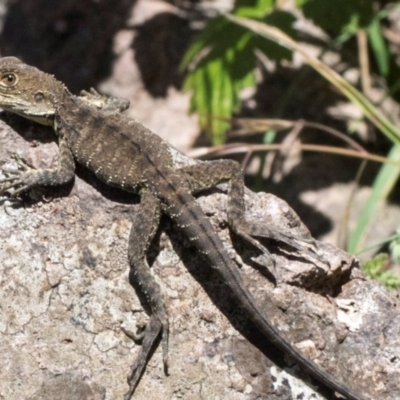 Unidentified Dragon at Latham, ACT - 1 Dec 2023 by AlisonMilton