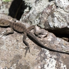 Intellagama lesueurii howittii at Umbagong District Park - 1 Dec 2023 11:32 AM