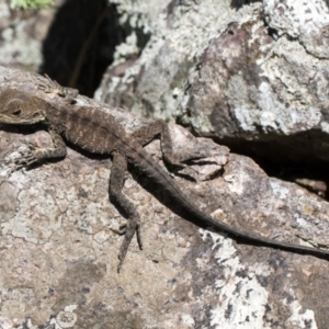Intellagama lesueurii howittii at Umbagong District Park - 1 Dec 2023 11:32 AM