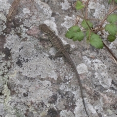 Intellagama lesueurii howittii at Umbagong District Park - 1 Dec 2023 11:32 AM