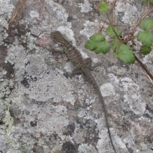 Intellagama lesueurii howittii at Umbagong District Park - 1 Dec 2023 11:32 AM
