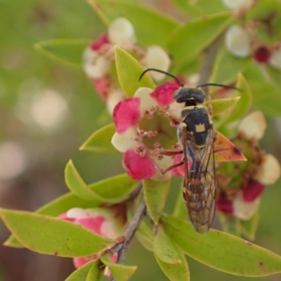 Agriomyia sp. (genus) (Yellow flower wasp) at Murrumbateman, NSW - 1 Dec 2023 by SimoneC