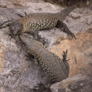 Egernia cunninghami at Umbagong District Park - 1 Dec 2023