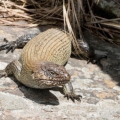 Egernia cunninghami at Umbagong District Park - 1 Dec 2023