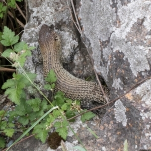 Egernia cunninghami at Umbagong District Park - 1 Dec 2023