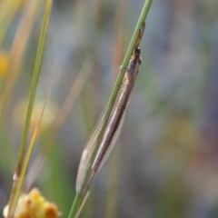 Myrmeleontidae (family) (Unidentified Antlion Lacewing) at Illilanga & Baroona - 27 Dec 2020 by Illilanga