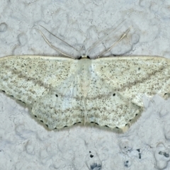 Scopula perlata (Cream Wave) at Ainslie, ACT - 13 Nov 2023 by jb2602