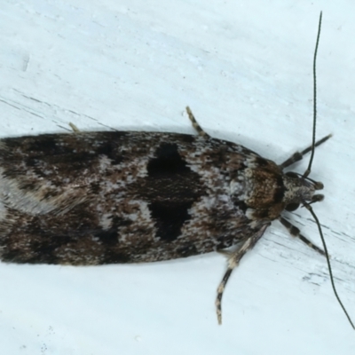 Barea melanodelta (A Barea Moth) at Ainslie, ACT - 13 Nov 2023 by jb2602