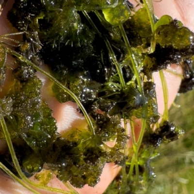 Nitella sp. (genus) (A green freshwater algae) at Illilanga & Baroona - 13 Nov 2023 by Illilanga