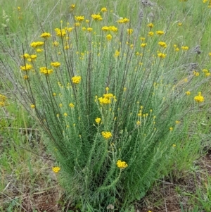 Chrysocephalum semipapposum at Croke Place Grassland (CPG) - 1 Dec 2023