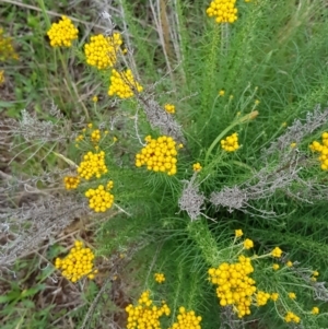 Chrysocephalum semipapposum at Croke Place Grassland (CPG) - 1 Dec 2023 12:37 PM